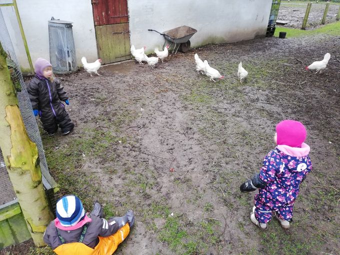 Vi har lukket hønsene ud og vi er ikke bange for mudder 😂😂
